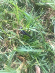 Kontikia ventrolineata