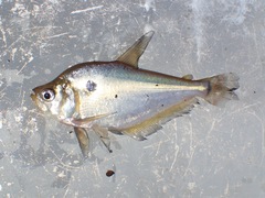 Characidae