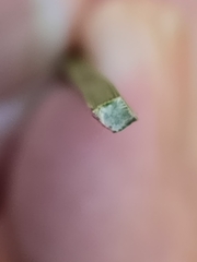 Xanthorrhoea preissii