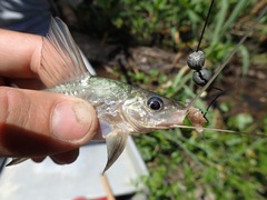 Siluriformes