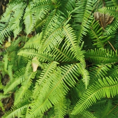 Dicranopteris pedata