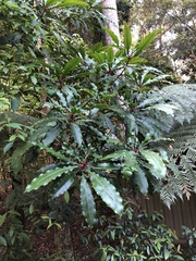 Anopterus macleayanus