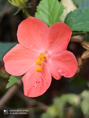 Hibiscus hirtus