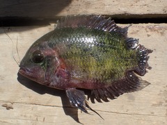 Cichlidae