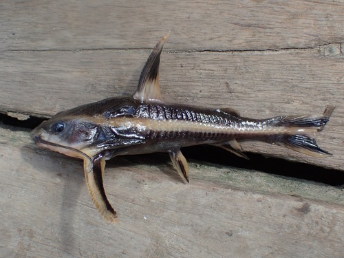Chocolate catfish (Platydoras costatus) — Doradidae — 3