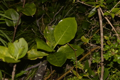 Atractocarpus stipularis