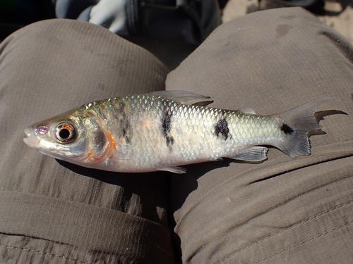 Threestripe leporinus (Leporinus trifasciatus) — Anostomidae