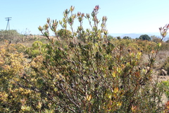 Leucadendron