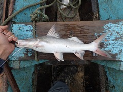 Siluriformes