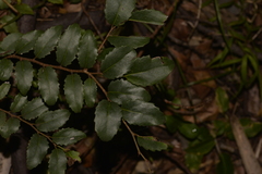 Xylosma maidenii