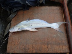 Calophysus macropterus