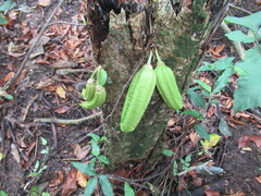 Parmentiera aculeata