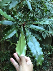 Anopterus macleayanus