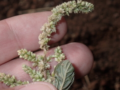 Amaranthus hybridus