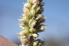 Amaranthus hybridus