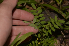 Sophora howinsula