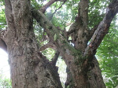 Parmentiera aculeata