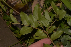 Xylosma maidenii