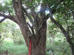 Parmentiera aculeata