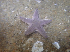Astropecten armatus