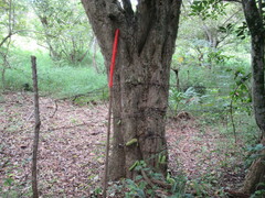 Parmentiera aculeata