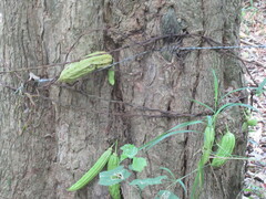 Parmentiera aculeata