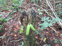 Parmentiera aculeata