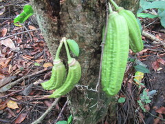 Parmentiera aculeata