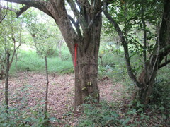 Parmentiera aculeata