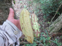 Parmentiera aculeata