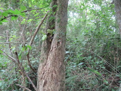 Parmentiera aculeata