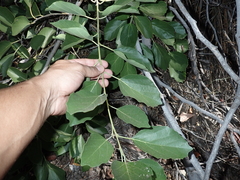 Cordia dichotoma