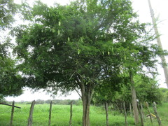 Parmentiera aculeata