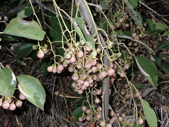 Cordia dichotoma