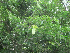 Parmentiera aculeata