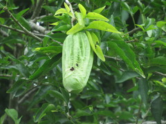 Parmentiera aculeata