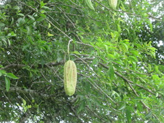 Parmentiera aculeata