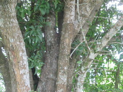 Parmentiera aculeata