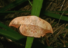 Oxytenis modestia