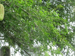 Parmentiera aculeata