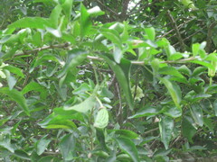 Parmentiera aculeata