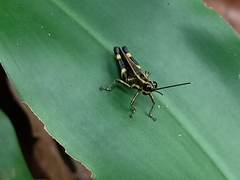 Traulia azureipennis