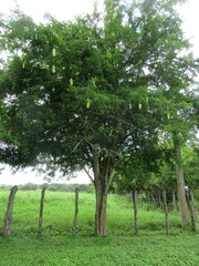 Parmentiera aculeata