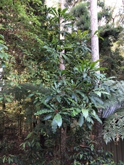 Anopterus macleayanus