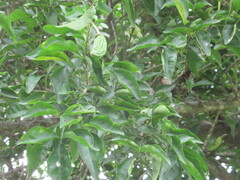 Parmentiera aculeata