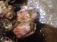 Megabalanus californicus