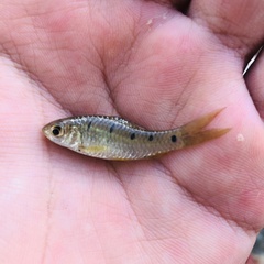 Barbodes aurotaeniatus