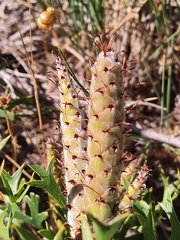 Petrophile macrostachya