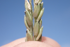 Urochloa glumaris