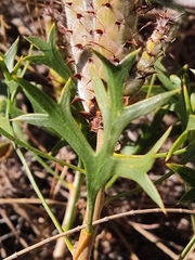 Petrophile macrostachya